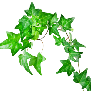 Hedra / Ivy Roll Green with White Tawi Village