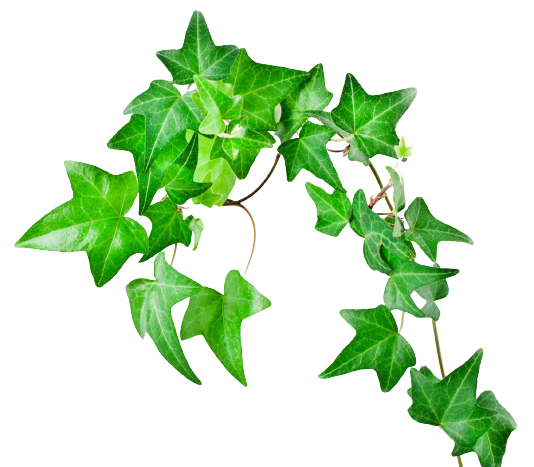 Hedra / Ivy Roll Green with White Tawi Village