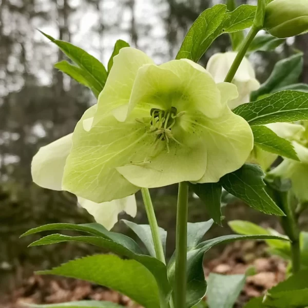 Heleborus Green Tawi Village