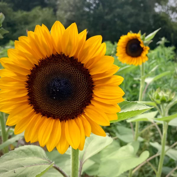 Helianthus Orange Tawi Village
