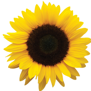 Helianthus Orange Tawi Village