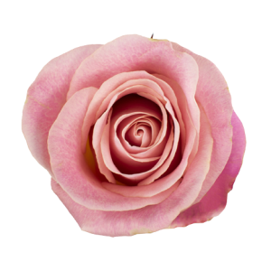 Rose Hermosa Tawi Village