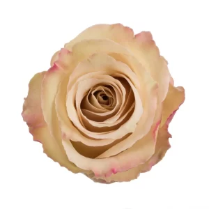 Rose Honey Colorama Tawi Village