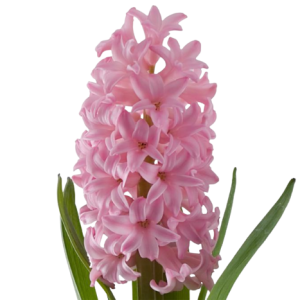 Hyacinthus Light Pink Tawi Village