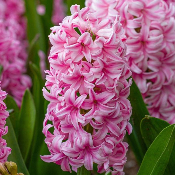 Hyacinthus Light Pink Tawi Village