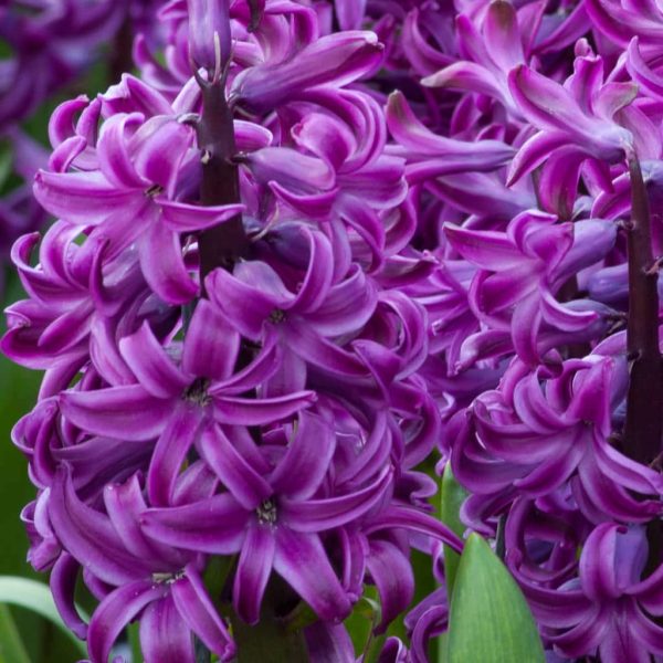 Hyacinthus Purple Tawi Village
