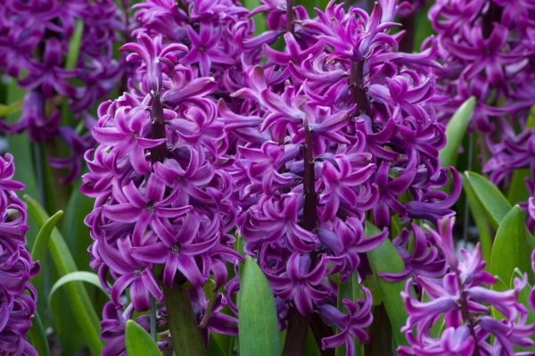 Hyacinthus Purple Tawi Village