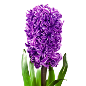 Hyacinthus Purple Tawi Village