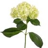 Hydrangea Apple Green Tawi Village