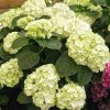 Hydrangea Apple Green Tawi Village