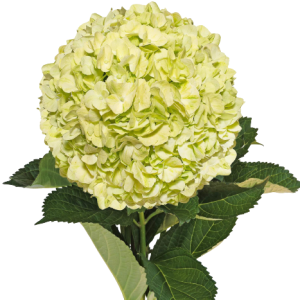 Hydrangea Apple Green Tawi Village