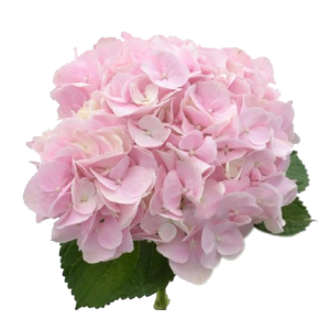 Hydrangea Force Pink Tawi Village