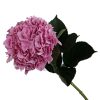 Hydrangea Juliet Tawi Village