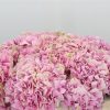 Hydrangea Juliet Tawi Village