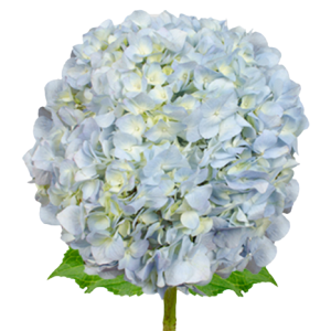 Hydrangea Light Blue Tawi Village