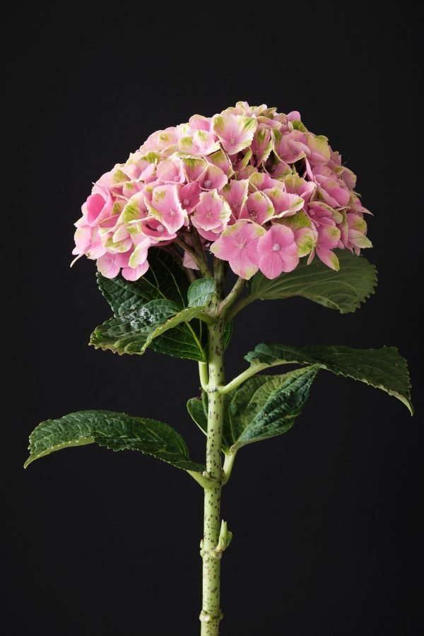 Hydrangea Magical Tender Love Pink Tawi Village