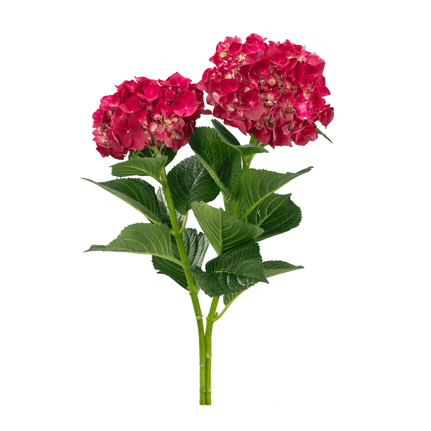 Hydrangea Magical Trophy Tawi Village