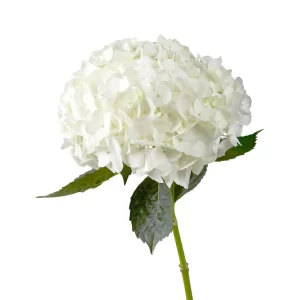 Hydrangea White Tawi Village