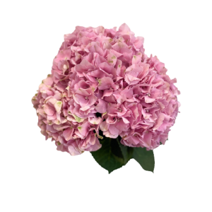 Hydrangea Juliet Tawi Village