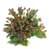 Hypericum Brown Tawi Village