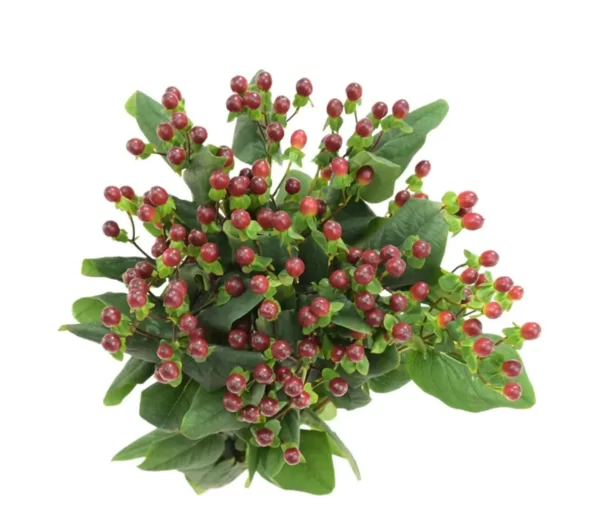 Hypericum Brown Tawi Village