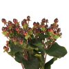 Hypericum Brown Tawi Village