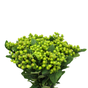 Hypericum Green Tawi Village