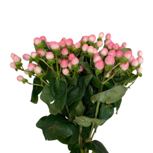 Hypericum Pink Tawi Village