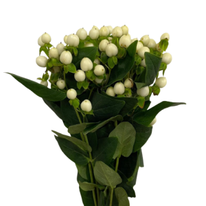 Hypericum White Tawi Village