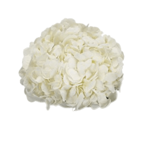 Hydrangea Ice Age Tawi Village