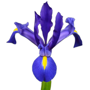 Iris Blue Tawi Village