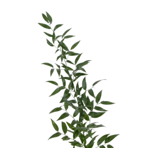 Italian Ruscus Tawi Village