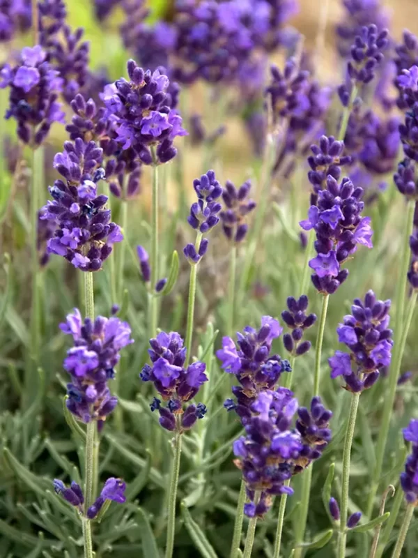 Lavendula Dry Purple Tawi Village