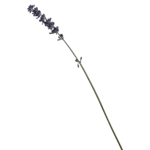 Lavendula Dry Purple Tawi Village