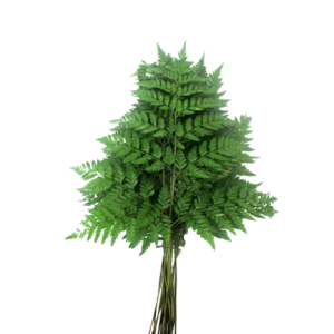 Leather Fern Tawi Village