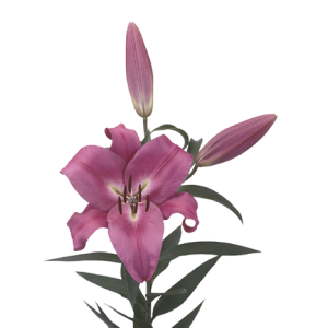 Lilly Oriental Dark Pink Tawi Village