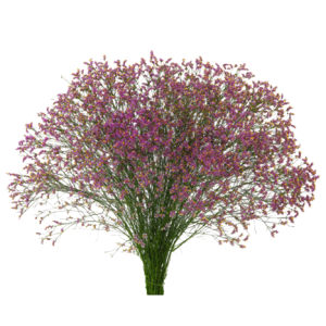 Limonium / Caspia Pink Tawi Village