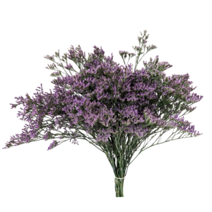 Limonium / Caspia Purple Tawi Village