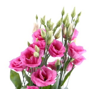 Lisianthus Pink Tawi Village