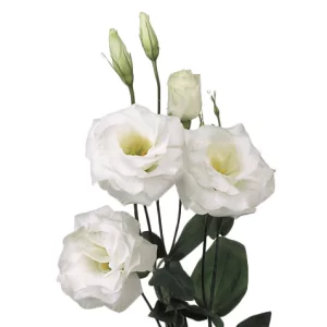 Lisianthus White Tawi Village