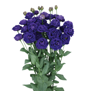 Lisianthus Blue Tawi Village