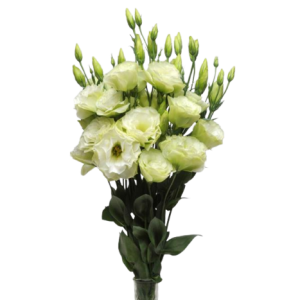 Lisianthus Green Tawi Village