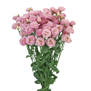 Lisianthus Light Pink Tawi Village