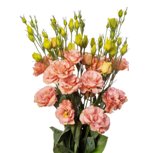 Lisianthus Peach Tawi Village