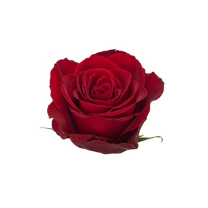 Rose Madam Red Tawi Village