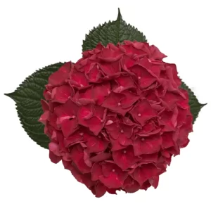 Hydrangea Magical Trophy Tawi Village