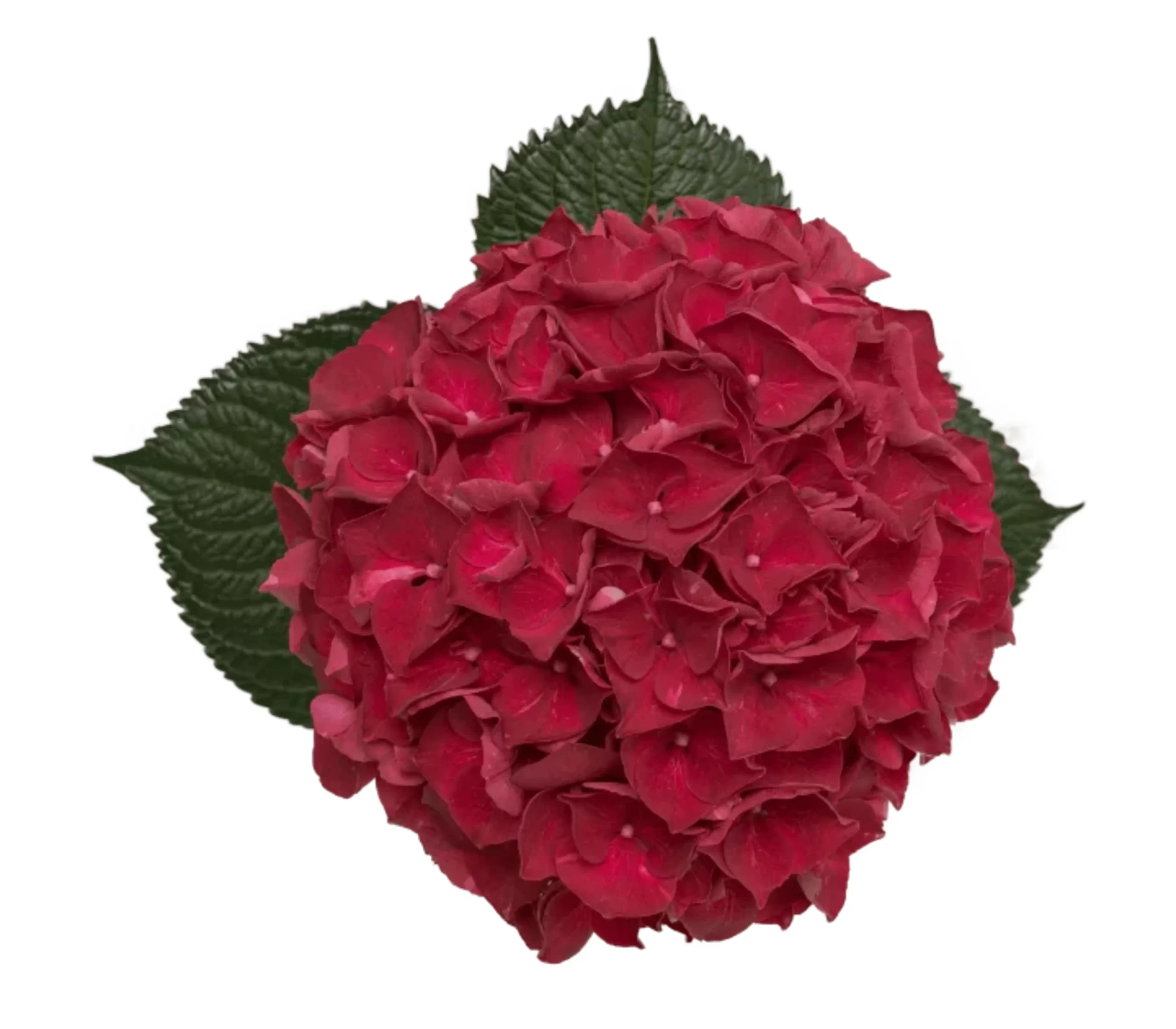 Hydrangea Magical Trophy Tawi Village