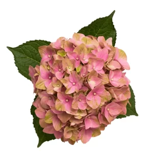 Hydrangea Magical Tender Love Pink Tawi Village