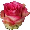 Rose Malibu Tawi Village
