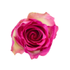 Rose Malibu Tawi Village